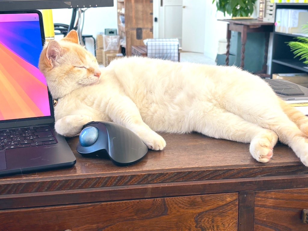 ねこのて行政書士事務所の室内
